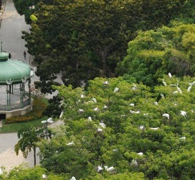 Imagem - Homem morre após infecção causada por fungos presentes em fezes de garça em Belém