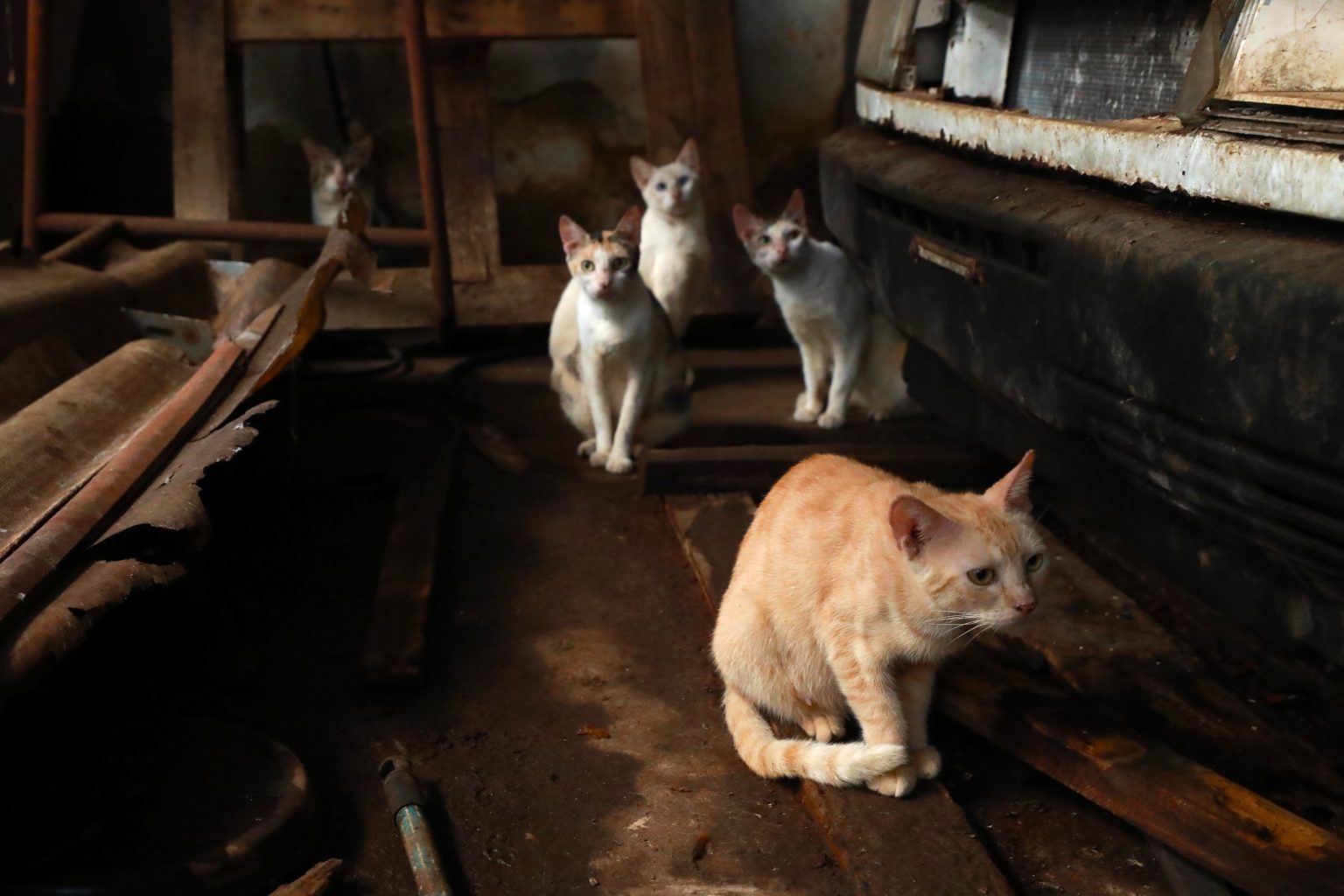 Imagem - Força-tarefa vistoria 50 locais denunciados por maus-tratos a animais em Belém