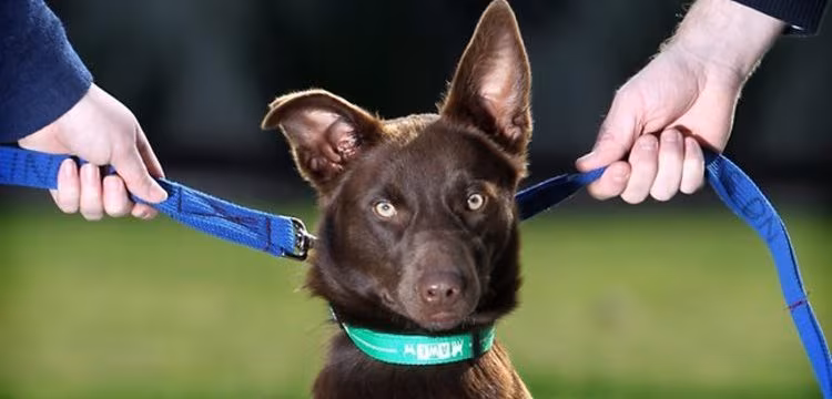 Guarda compartilhada de animais de estimação - 