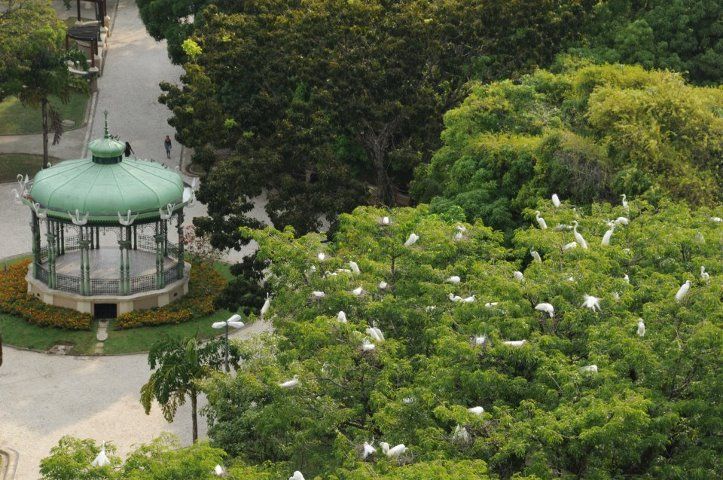 Homem morre após infecção causada por fungos presentes em fezes de garça em Belém