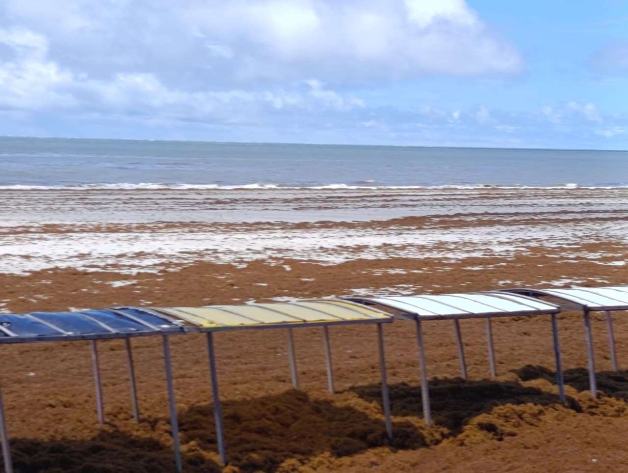 Algas marinhas (em marrom) tomam conta da areia na praia de Ajuruteua, em Bragança