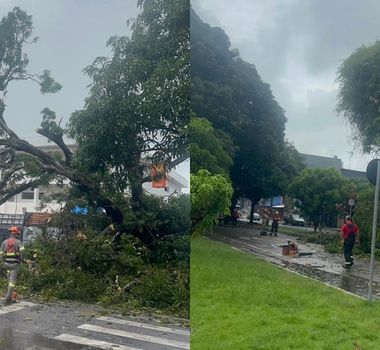 Imagem - Árvore é retirada após queda causar incêndio na Pedreira, em Belém