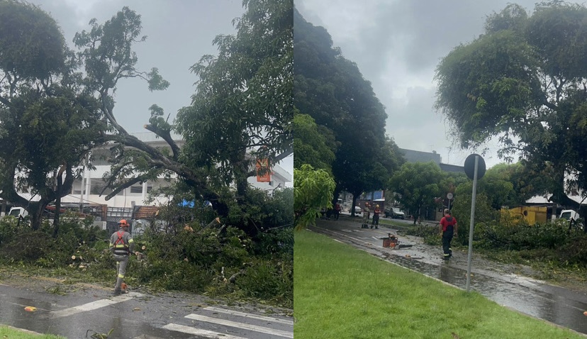 Equipes atuaram ao longo da manhã deste domingo (19) para remover o vegetal e reparar danos
