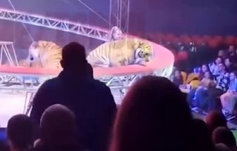 Tigre escapa de área de apresentação após falha em barreira de circo na Rússia