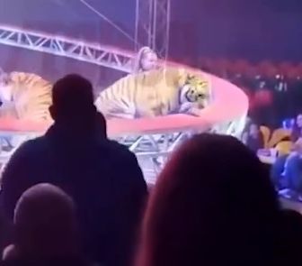 Imagem - Tigre escapa de área de apresentação após falha em barreira de circo na Rússia