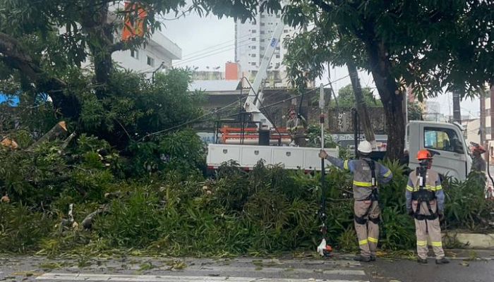 Mangueira que caiu na Pedro Miranda mantém trânsito bloqueado em Belém