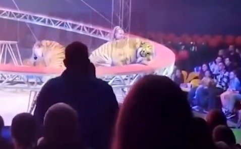 (Vídeos que circulam nas redes sociais mostram o tigre circulando entre as fileiras de assentos enquanto as pessoas tentavam se afastar.)