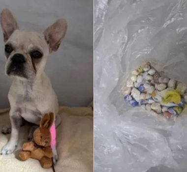 Imagem - Cadela é internada após ingerir mais de 50 pedras de crack em SC