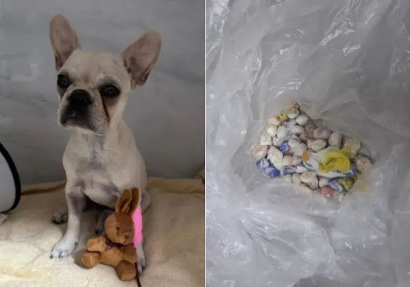 Cadela é internada após ingerir mais de 50 pedras de crack em SC