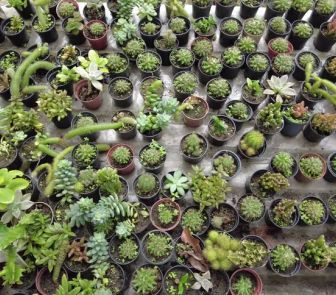 Imagem - Belém recebe Chocolat Amazônia e Flor Pará a partir desta quinta-feira (23)