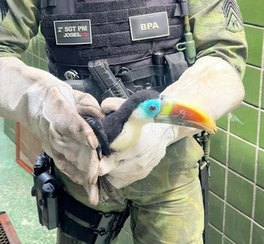 Imagem - Chuvas aumentam presença de animais silvestres nas cidades do Pará e governo faz alerta