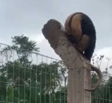 Imagem - Vídeo: Tamanduá-mirim é encontrado ferido e separado de filhote em Belém