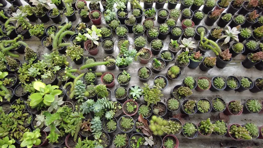Imagem - Belém recebe Chocolat Amazônia e Flor Pará a partir desta quinta-feira (23)