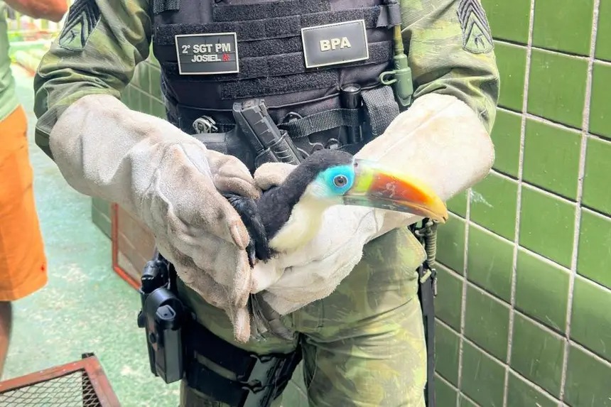 Espécies como cobras, jacarés e escorpiões estão entre as mais registradas em áreas residenciais, principalmente em locais próximos a igarapés, canais e regiões com vegetação densa