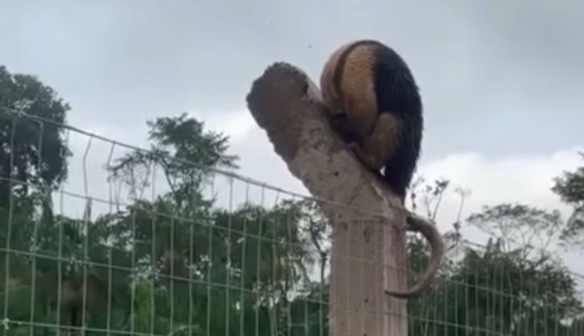 O caso foi percebido por uma médica veterinária que passava pela Avenida Liberdade