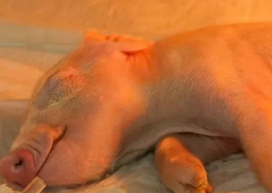 Nascimento do animal pode ajudar no desenvolvimento de técnicas contra rejeição em humanos