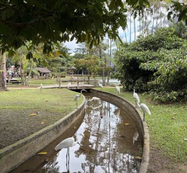 Imagem - Mangal das Garças promove domingo de educação ambiental com foco no guará e oficinas infantis