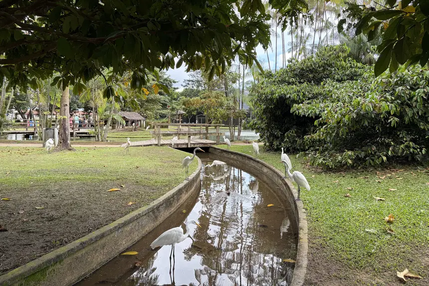 Imagem - Mangal das Garças promove domingo de educação ambiental com foco no guará e oficinas infantis
