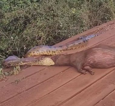 Imagem - Morador registra momento em que sucuri ataca capivara no MS