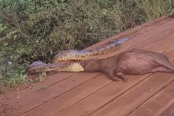 Morador registra momento em que sucuri ataca capivara no MS