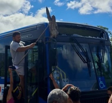 Imagem - Bicho-preguiça cai de árvore e fica preso em letreiro de ônibus do BRT na Grande Belém