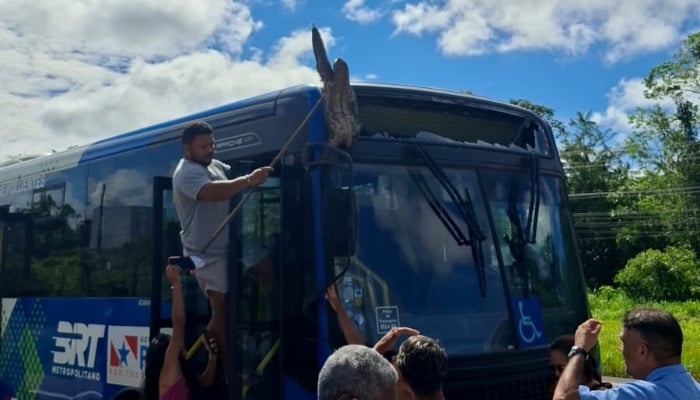Imagem - Bicho-preguiça cai de árvore e fica preso em letreiro de ônibus do BRT na Grande Belém