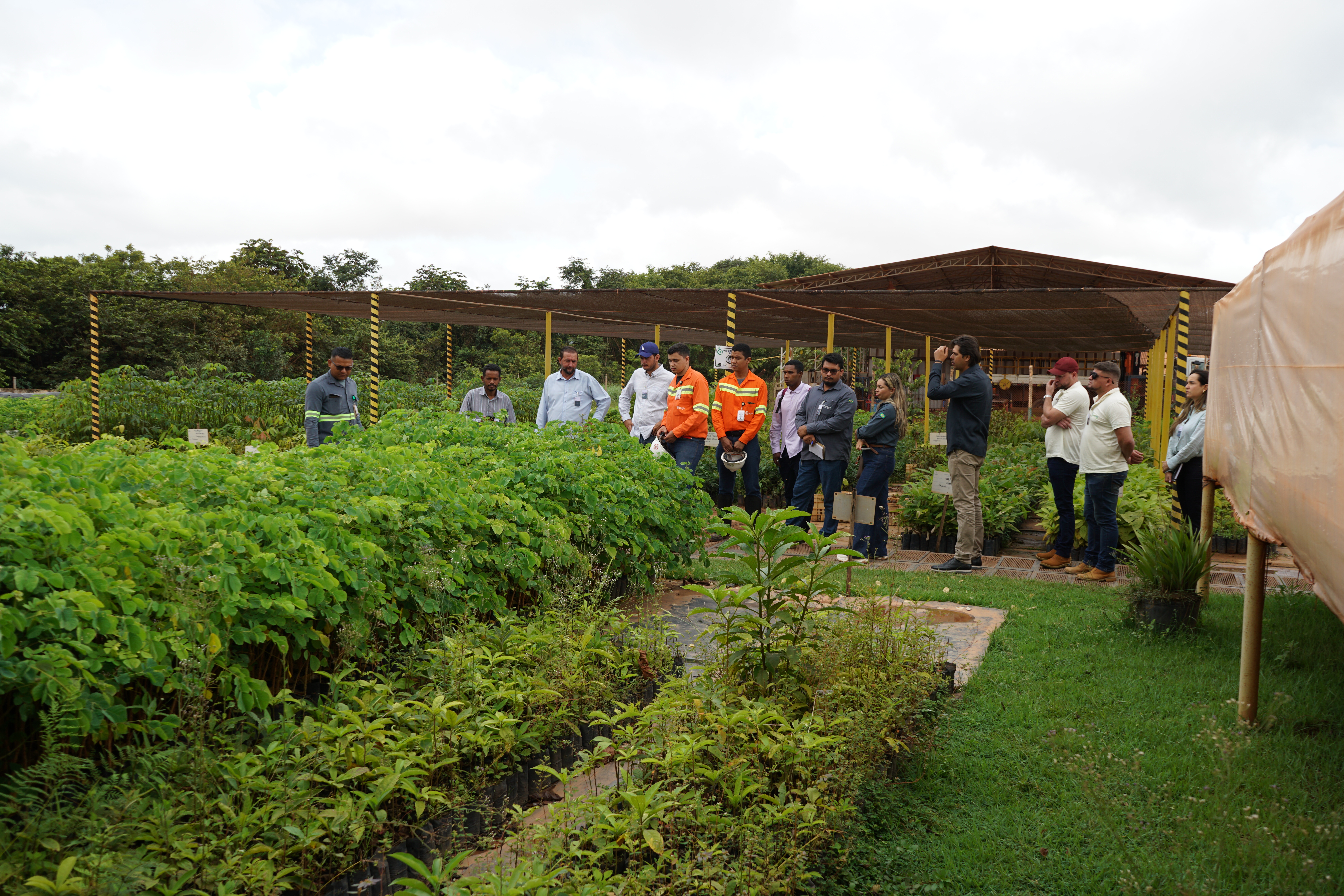 Imagem - Hydro investe mais de R$ 600 mil em fornecedores de mudas nativas no Pará e fortalece economia local