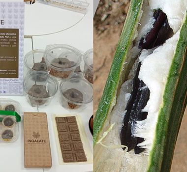 Imagem - Startup cria chocolate feito a partir da semente de ingá no Amazonas