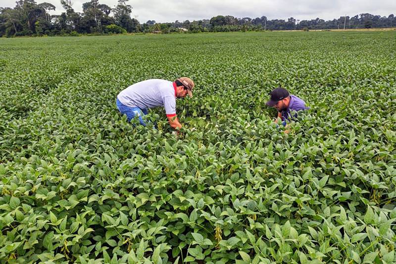 Colheira da soja no Estado do Pará