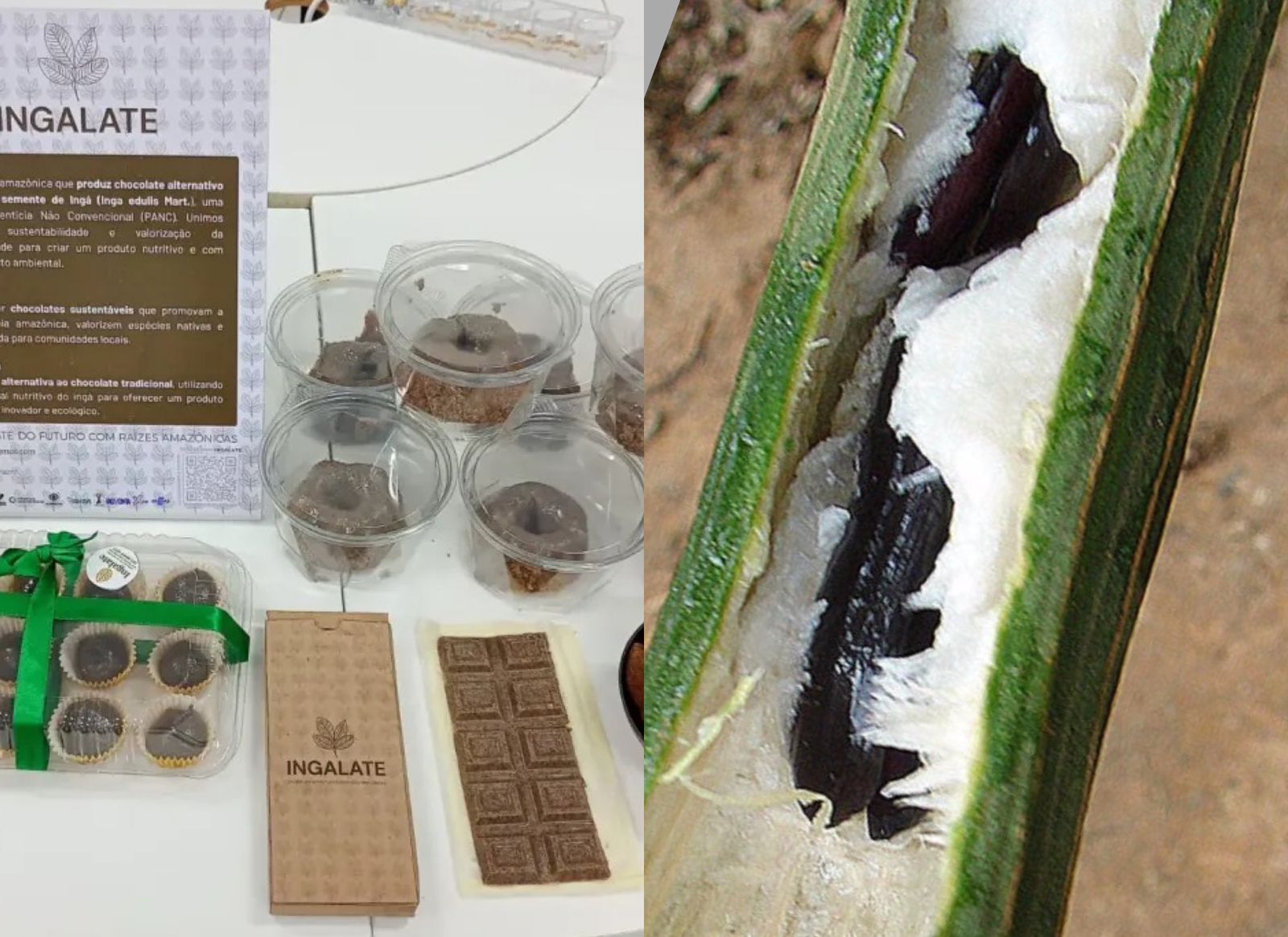 Imagem - Startup cria chocolate feito a partir da semente de ingá no Amazonas