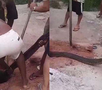 Imagem - Cobra é retirada do canal no bairro do Curió-utinga, em Belém