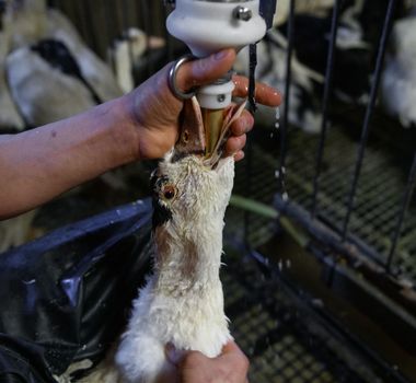 Imagem - Projeto que pode proibir o 'foie gras' avança na Câmara e reacende debate sobre bem-estar animal; entenda