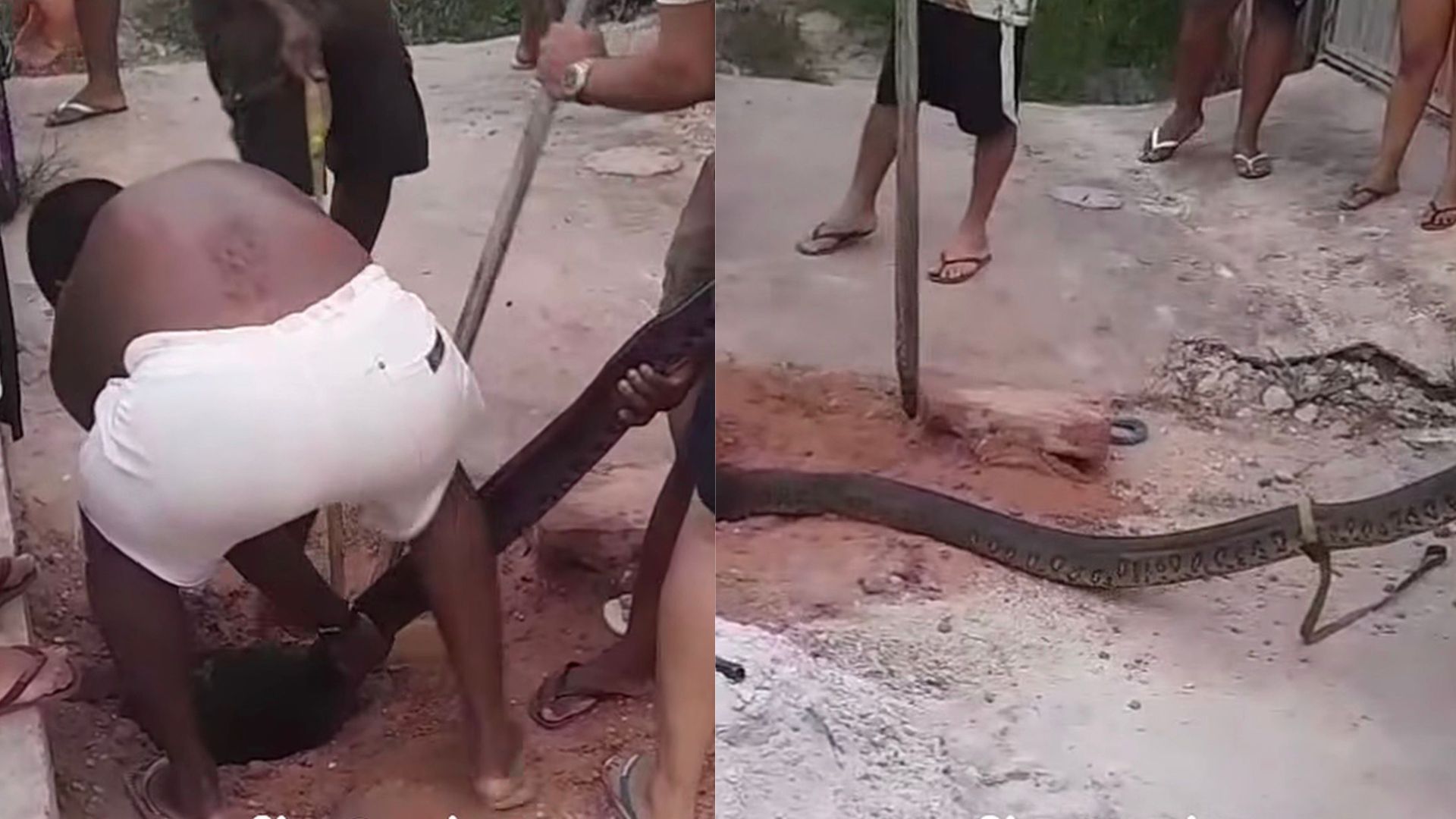 Cobra é retirada do canal no bairro do Curió-utinga, em Belém