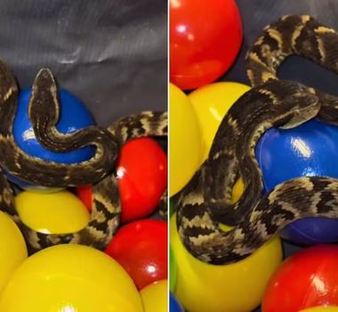 Imagem - Jararaca é encontrada em piscina de bolinhas de restaurante em Suzano (SP)