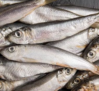 Imagem - Anvisa manda recolher sardinha congelada contaminada por Salmonella; veja lote