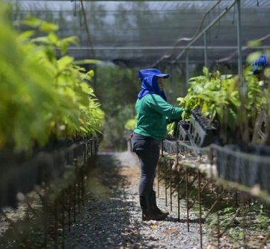 Imagem - Bioeconomia em áreas degradadas cria produção sustentável no Pará