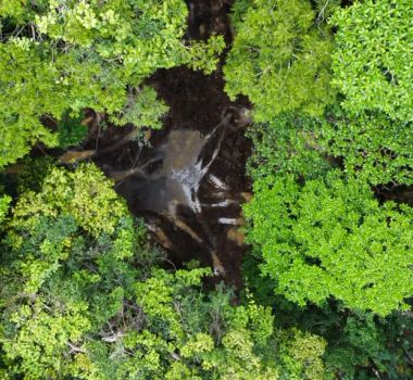 Imagem - Pará reduz em 51% os alertas de desmatamento, apontam dados do INPE