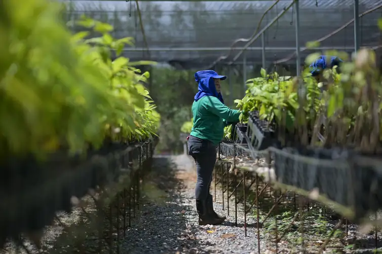 Imagem - Bioeconomia em áreas degradadas cria produção sustentável no Pará
