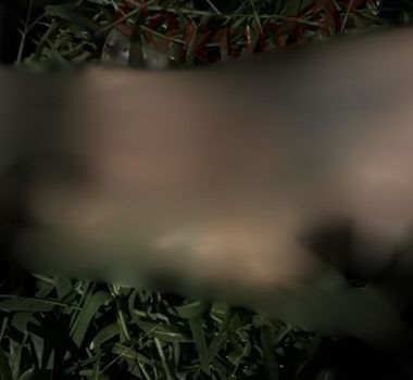 Imagem - Um corpo foi encontrado em área de mata na Vila da Barca, em Belém