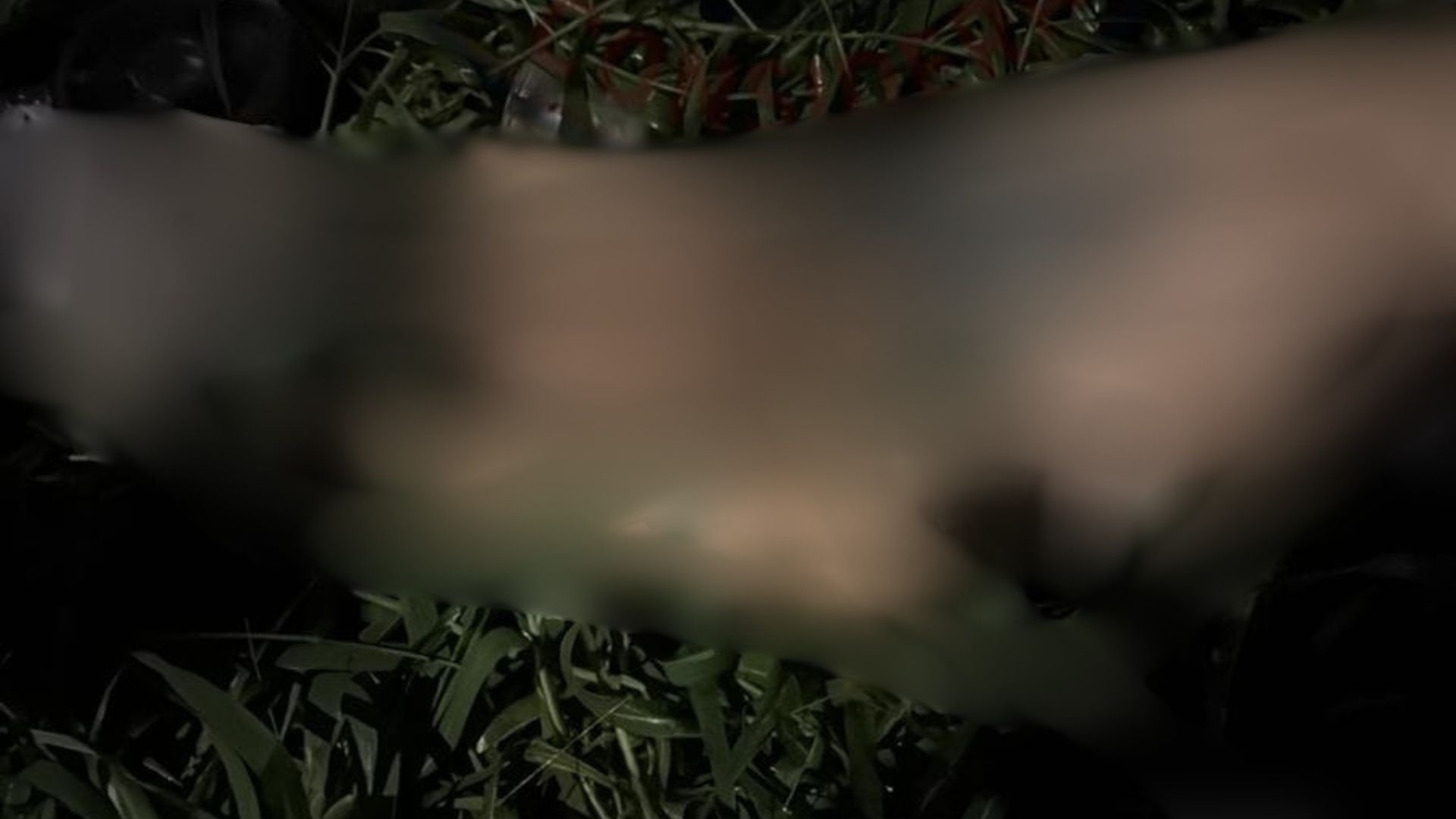 Um corpo foi encontrado em área de mata na Vila da Barca, em Belém 