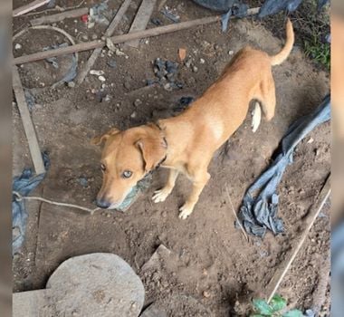 Imagem - Homem é preso após manter cachorro acorrentado e em estado crítico em Bragança