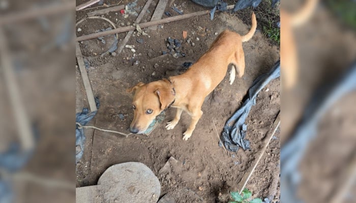 Imagem - Homem é preso após manter cachorro acorrentado e em estado crítico em Bragança