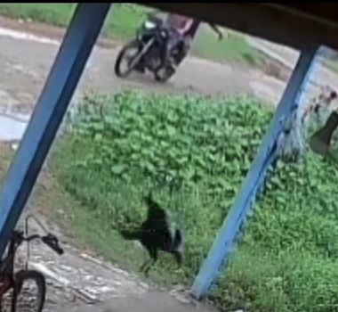 Imagem - Dupla é presa após criança ser atingida por vergalhão em Soure, no Marajó