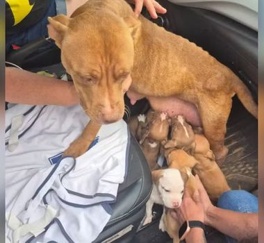 Imagem - Nove pitbulls são resgatados em situação de maus-tratos em (SP)