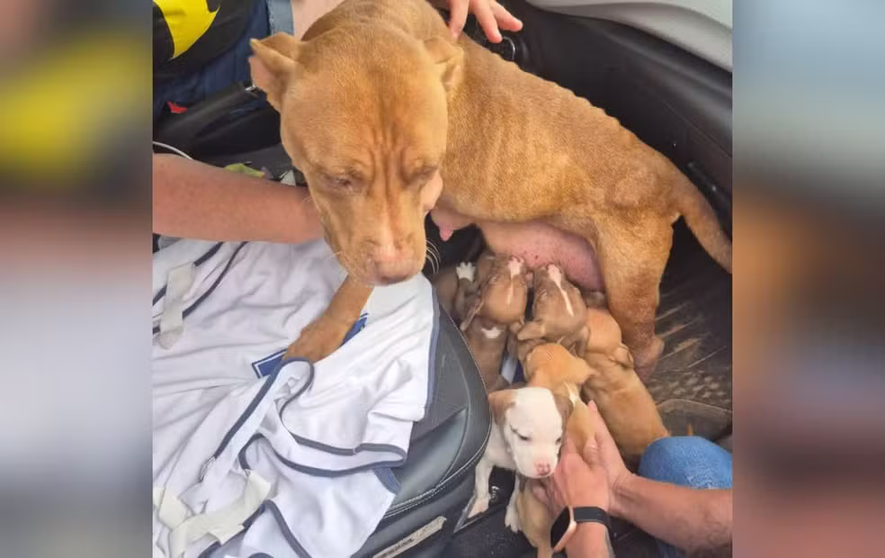 Imagem - Nove pitbulls são resgatados em situação de maus-tratos em (SP)