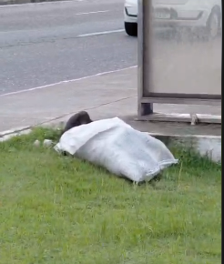 Cidadão denuncia cão morto abandonado em parada de ônibus na Augusto Montenegro, em Belém.