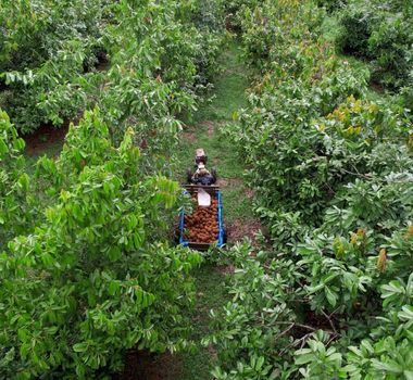 Imagem - Iniciativa na Amazônia une carbono, conservação e aumento de renda em comunidade produtora