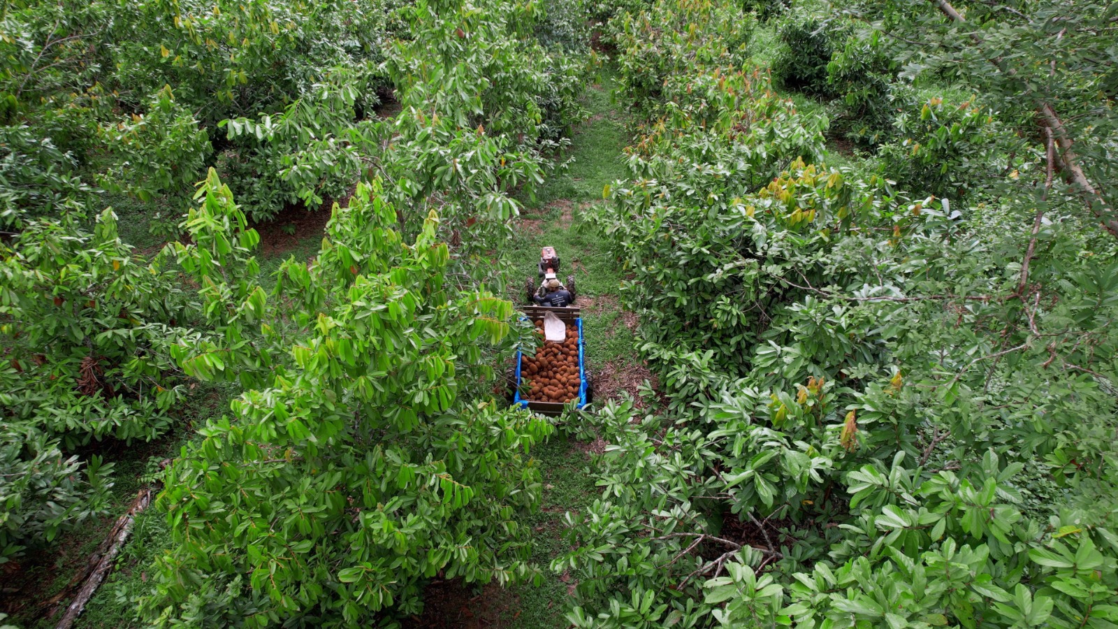 Comunidade RECA é fornecedora de bioativos como cupuaçu e castanha-do-Brasil. 