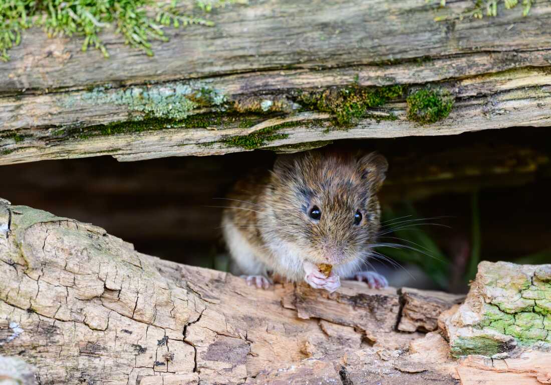 Imagem - Alerta de hantavírus no Sul acende sinal amarelo e reforça cuidados em Belém