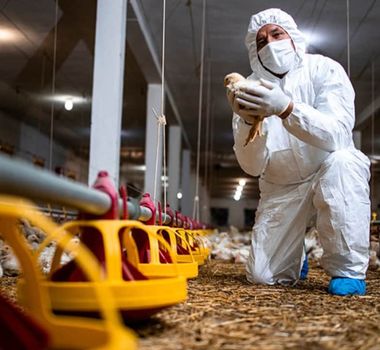 Imagem - Gripe aviária no Pará: caso é registrado em propriedade rural no Marajó e defesa agropecuária faz alerta